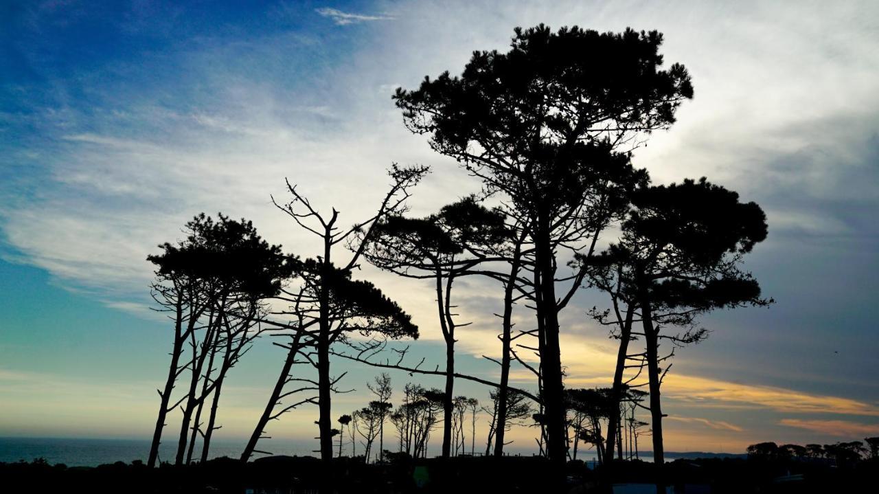 Casagrande Hotel&Beach Club José Ignacio Buitenkant foto Monterey cypress trees at Point Arena, California